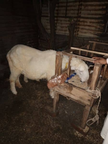 Bakra or kajli female or Sath male bacha 3