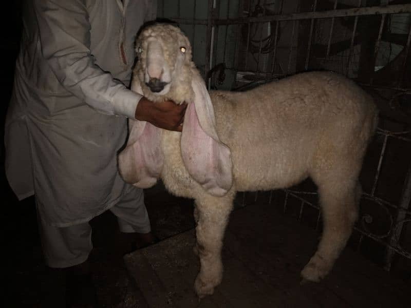 Bakra or kajli female or Sath male bacha 4