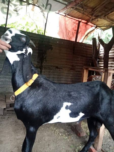 Bakra or kajli female or Sath male bacha 5