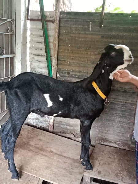 Bakra or kajli female or Sath male bacha 7