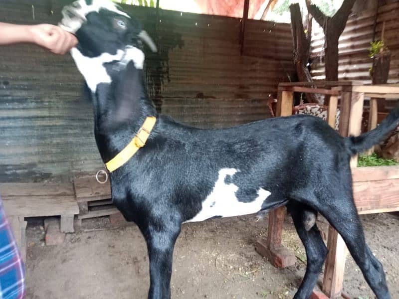 Bakra or kajli female or Sath male bacha 8