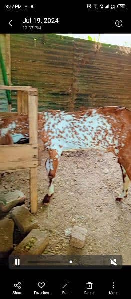 Bakra or kajli female or Sath male bacha 9