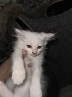 Persian Kitten for Sale