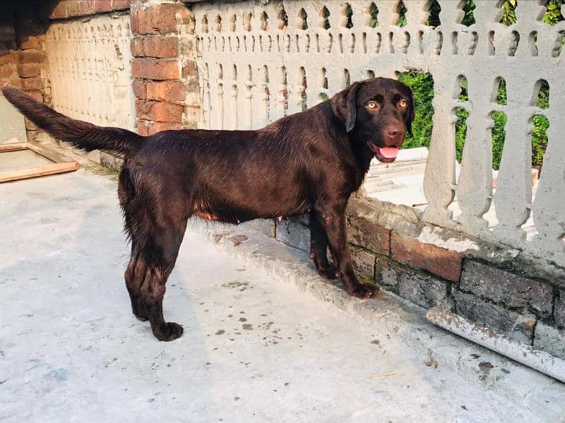 chocolate brown lab 0