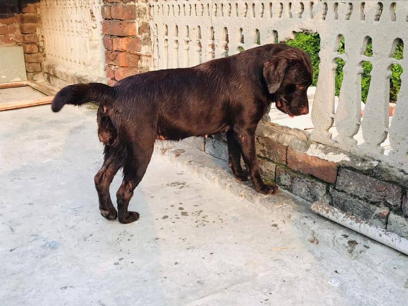 chocolate brown lab 1