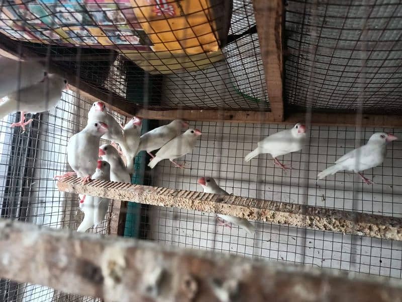 Finches gouldian zebra jawa 6