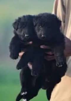 black German shepherd puppy full long coat puppy 0