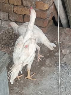 Heera pair full white 0