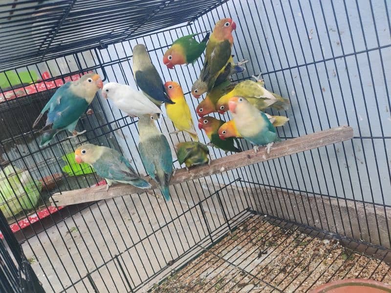 BIRDS FOR SALE 2