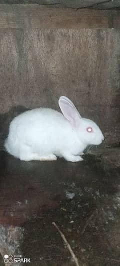 rabbit white red eyes