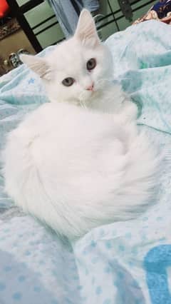 Persian Kitten Long Tail Fully Litter Trained White 4 months old Cute