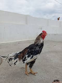 Aseel Hen For Sale