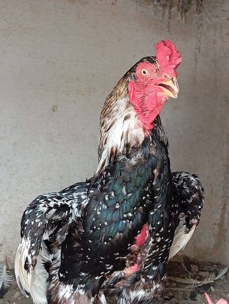 Aseel Hen For Sale 1