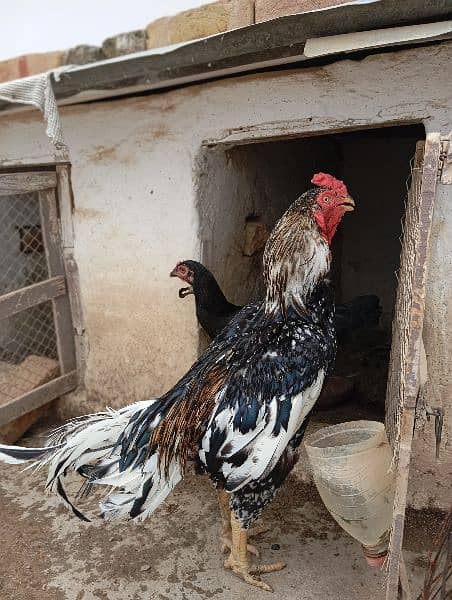 Aseel Hen For Sale 2