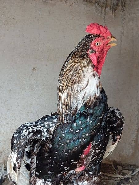 Aseel Hen For Sale 5