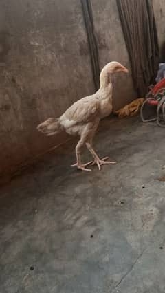 2 Heera chick