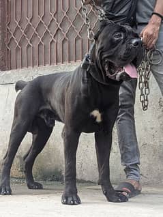 Cane corso male dog