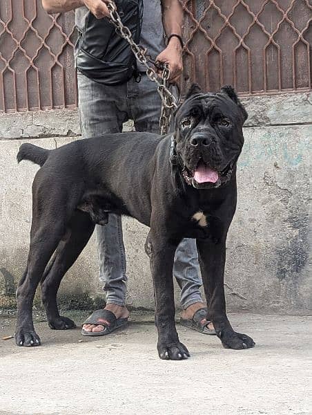 Cane corso male dog 1