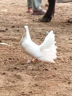 pure white laka pigeon 3 white ,1 black piece , 2female ,2 male