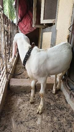 bakra/ bakri for sale