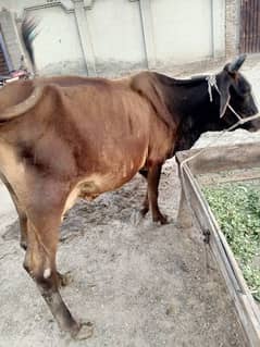 Fresion Cross Cow For Sell Gay Walaiti milking