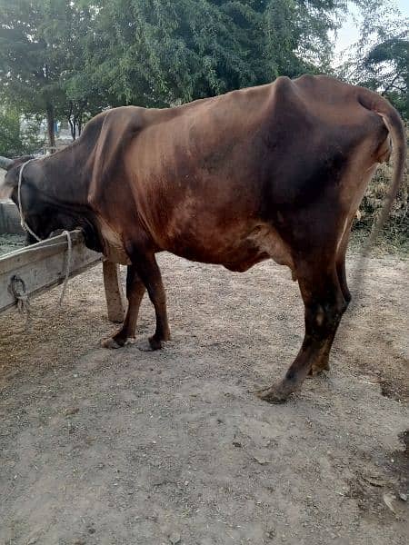 Fresion Cross Cow For Sell Gay Walaiti milking 2