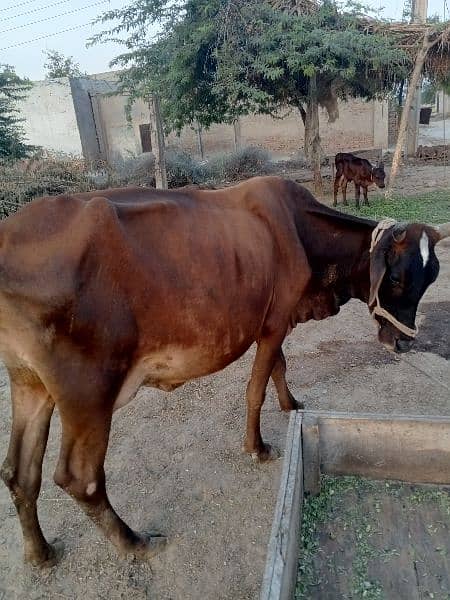 Fresion Cross Cow For Sell Gay Walaiti milking 3