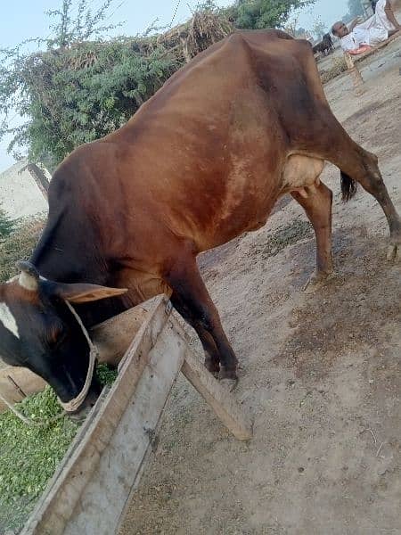 Fresion Cross Cow For Sell Gay Walaiti milking 4