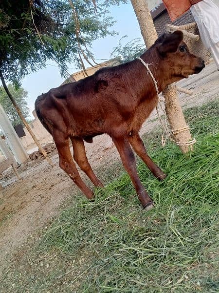 Fresion Cross Cow For Sell Gay Walaiti milking 8