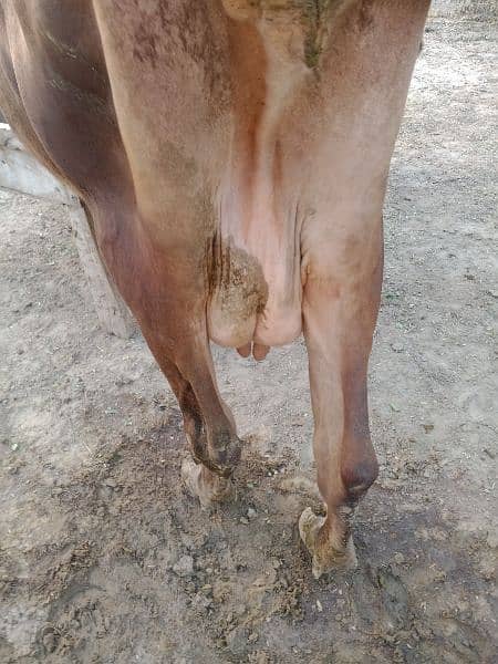 Fresion Cross Cow For Sell Gay Walaiti milking 9