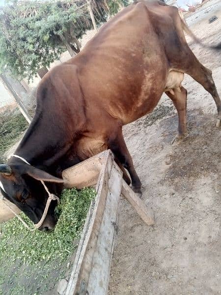 Fresion Cross Cow For Sell Gay Walaiti milking 11