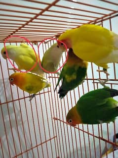 lovebirds breeder pairs