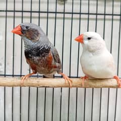 Lady gouldian and zebra finch