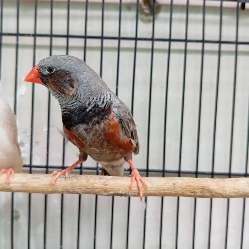 Lady gouldian and zebra finch 1