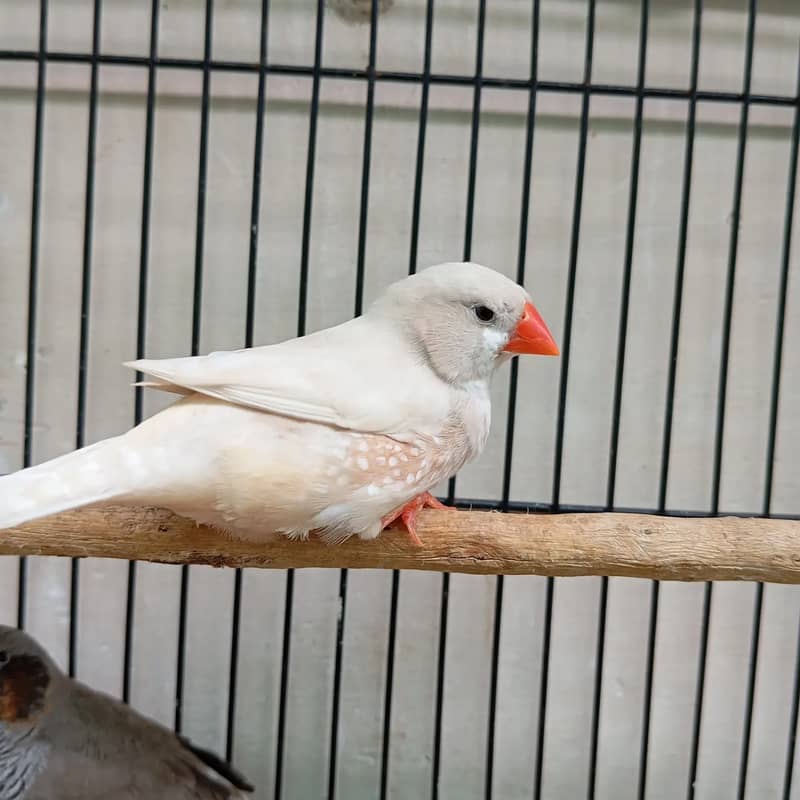 Lady gouldian and zebra finch 2