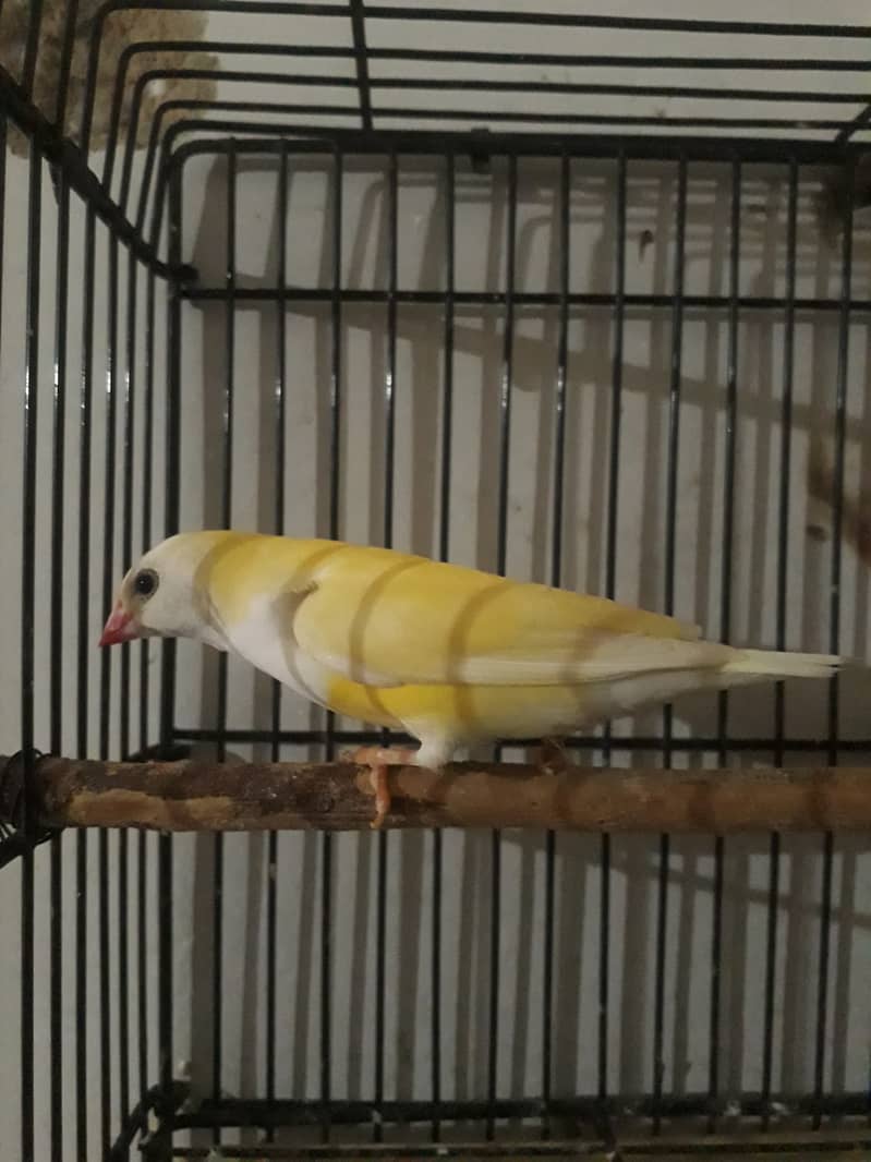 Lady gouldian and zebra finch 3