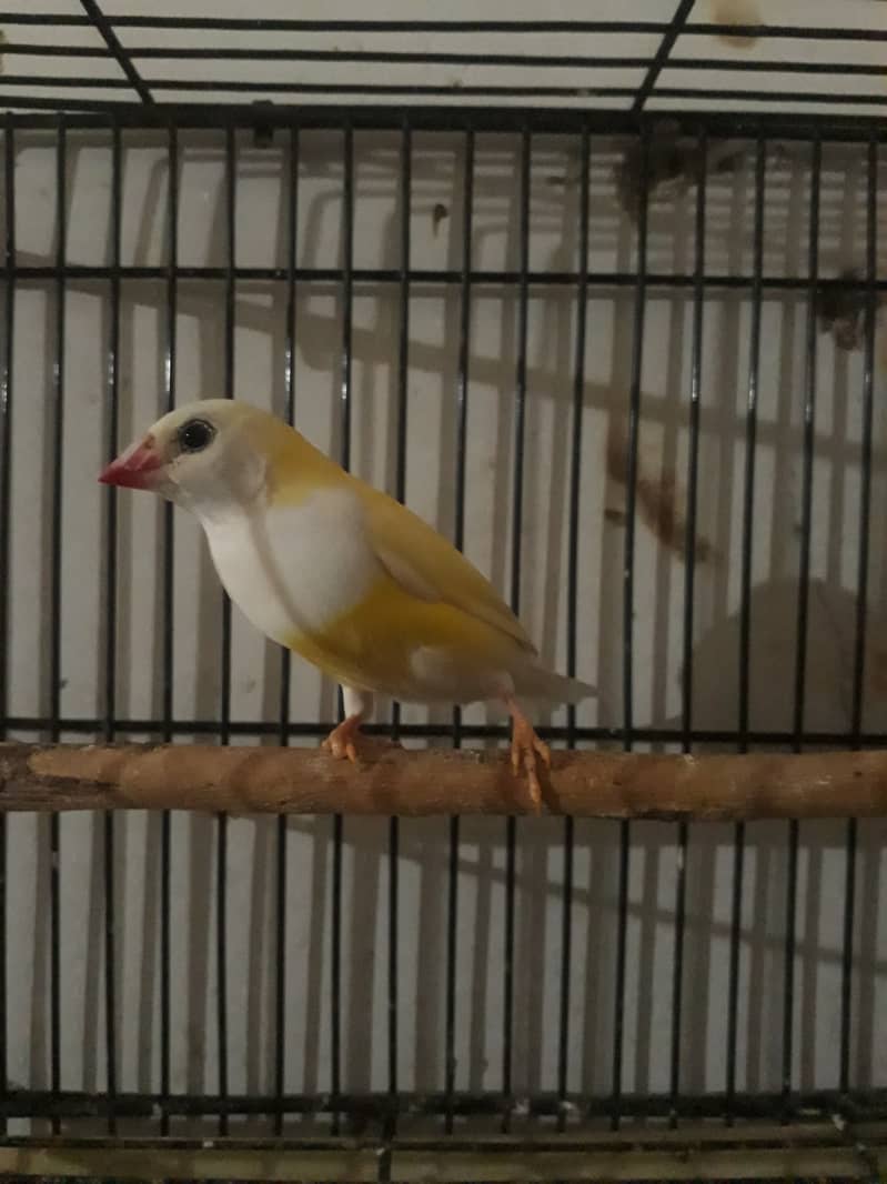 Lady gouldian and zebra finch 5