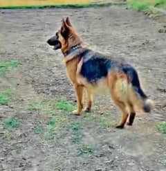 German Shepherd dog 2 sal ka hai