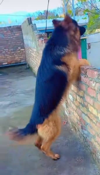 German Shepherd dog 2 sal ka hai 1