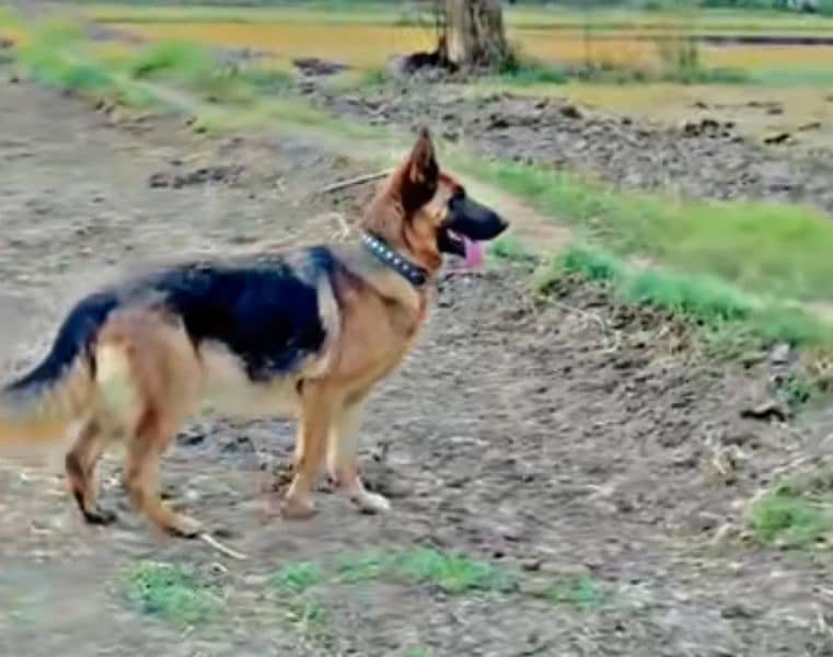 German Shepherd dog 2 sal ka hai 3