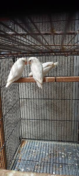 Love Birds & Eno Red Eyes Cocktail Breeder Pairs 2