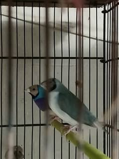 Blue Lady Gouldian breeder pair