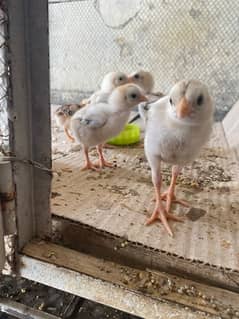 100% Pure Aseel Chicks For Sale