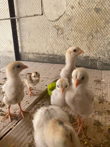 100% Pure Aseel Chicks For Sale 2