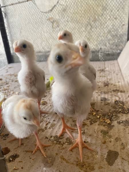 100% Pure Aseel Chicks For Sale 3