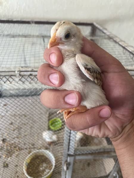 100% Pure Aseel Chicks For Sale 4