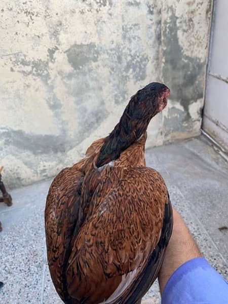 100% Pure Aseel Chicks For Sale 6