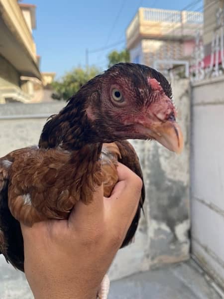 100% Pure Aseel Chicks For Sale 9