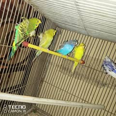 hogoromo budgies pair