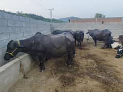 5 buffalo for sale / cows for sale / jhotiyan for sale / Milk cow